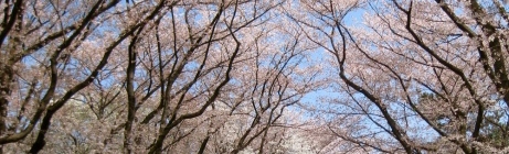 Best Top Sakura Spots